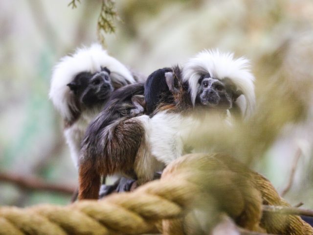 a photo of cotton-top tamarins standing on a rope.