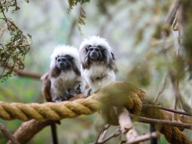 photo of cotton-top tamarins sitting on a rope.