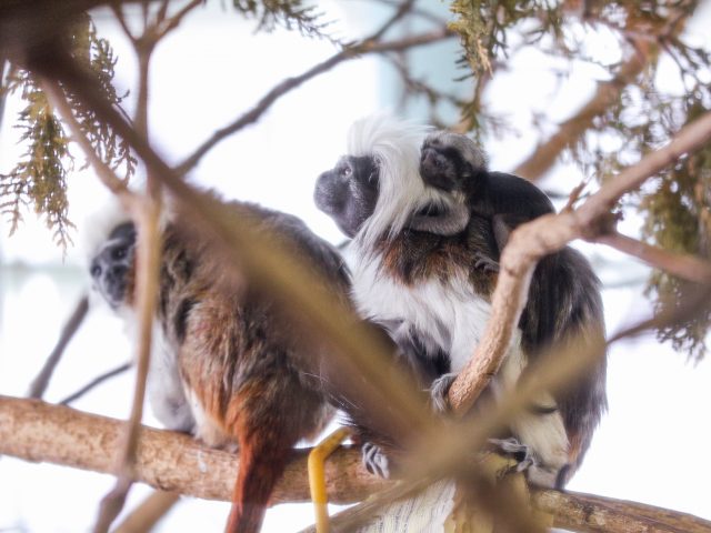 photo of cotton-top tamarin mother, father and baby