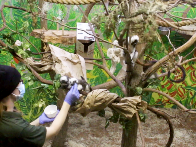 a photo of Cotton Tail Tamarins being fed.