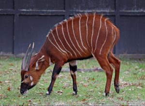 Eastern Bongo