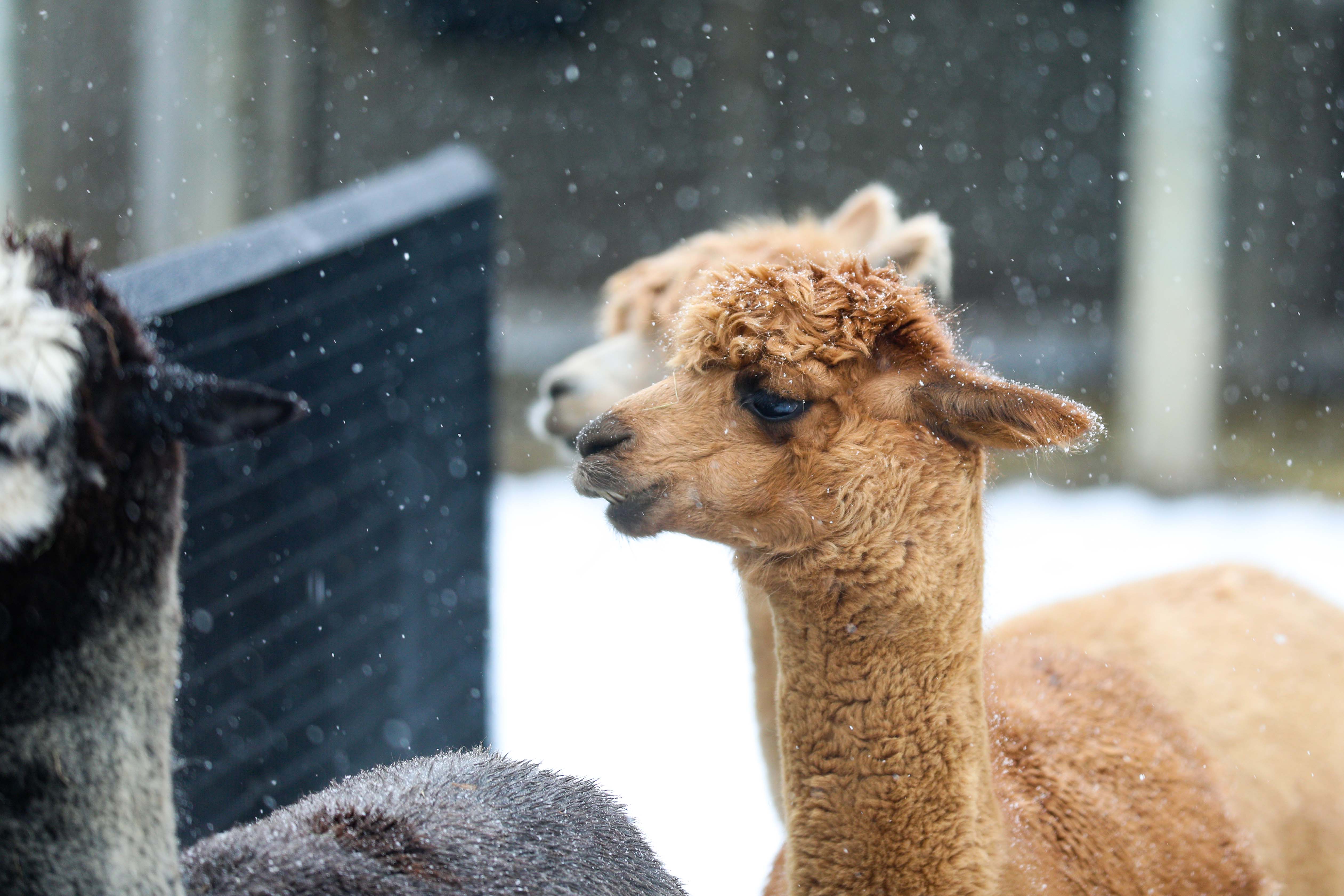 Alpaca in the snow