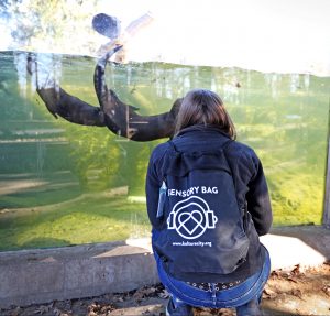 Woman wearing a sensory bag watching otters swim