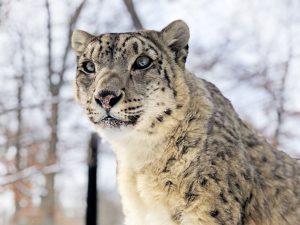 Snow Leopard