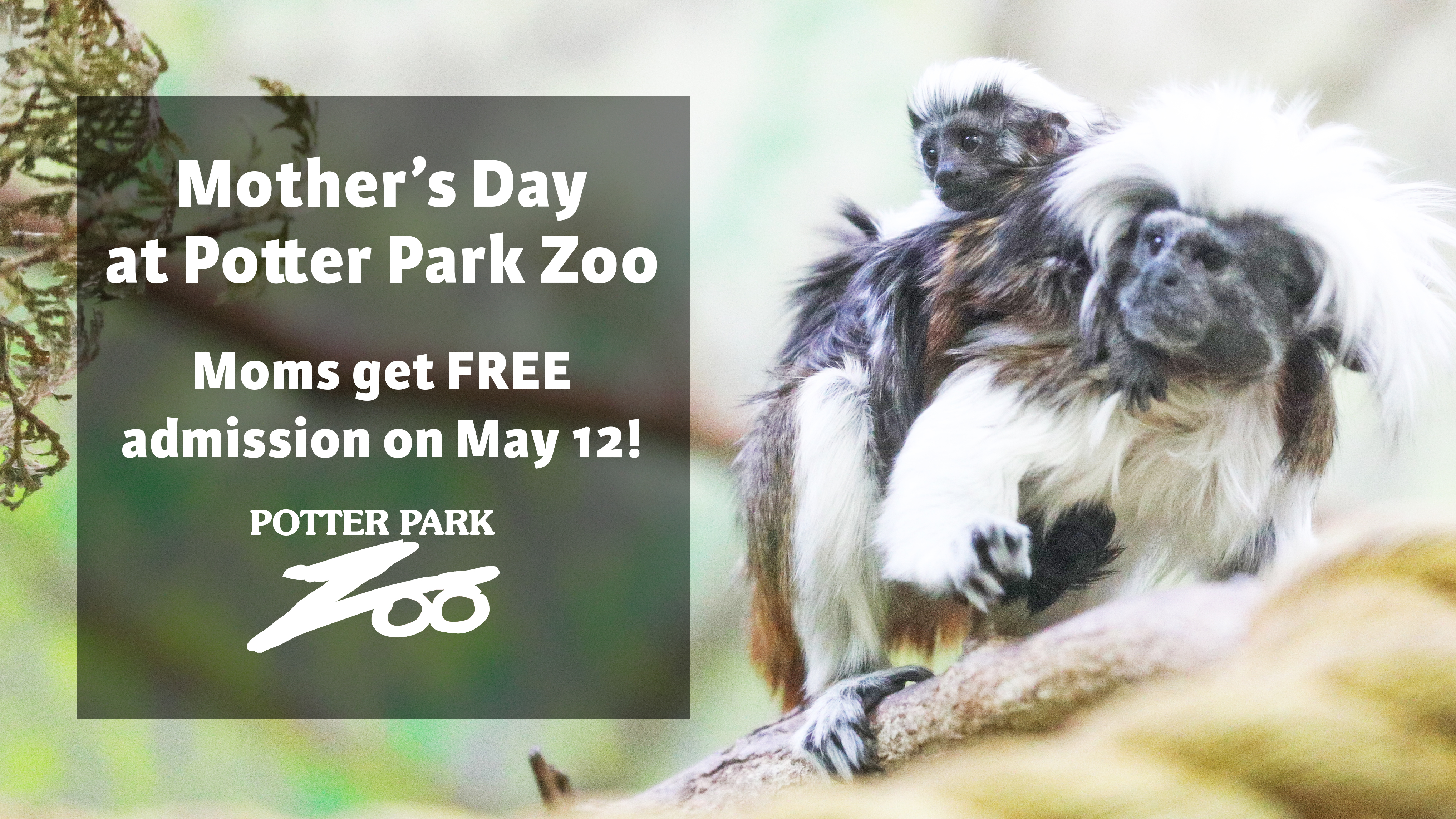 Mother's Day at Potter Park Zoo banner