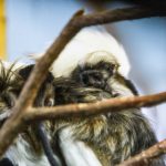 Cotton-Top Tamarin mother and baby