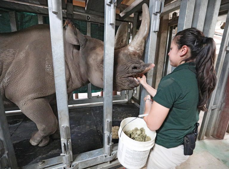 Rhino Training Important for Monitoring Doppsee’s Pregnancy Potter