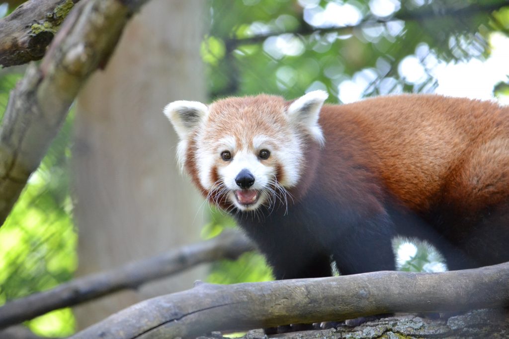 What’s a “Doofah”? Potter Park Zoo Announces Arrival of Adorable Male ...