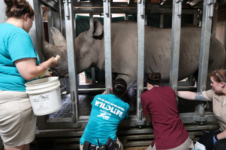 Doppsee’s Pregnancy Updates From Potter Park Zoo’s Veterinarian