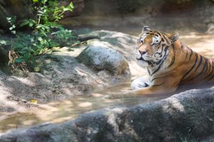 Heat Wave How Do We Keep The Animals Cool Potter Park Zoo