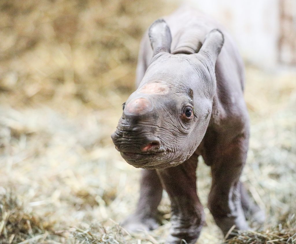 Doppsee The Critically Endangered Black Rhino Gives Birth To First ...