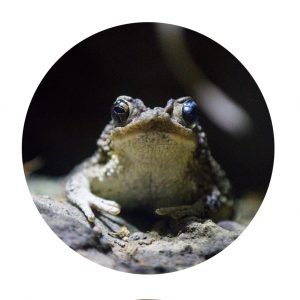photo of a frog.