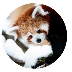 photo of a red panda.