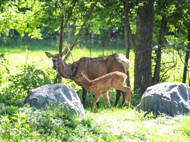 a photo of an elk and an elk calf standing by the woods and two large rocks.