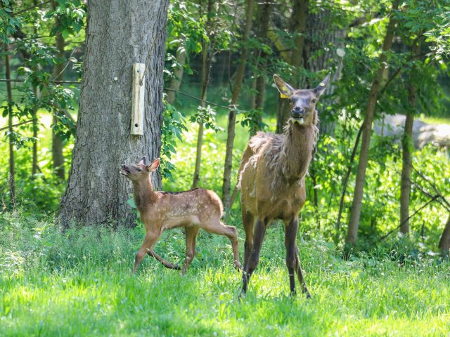 a photo of an elk and an elk calf standing and looking to the camera.