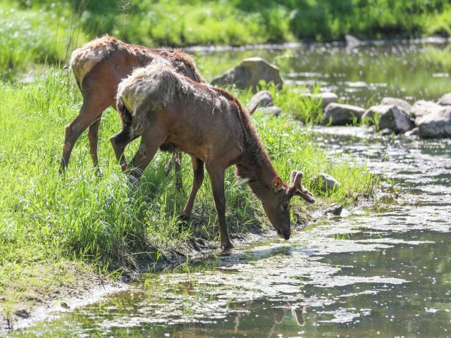 a photo of two elk drinking water.