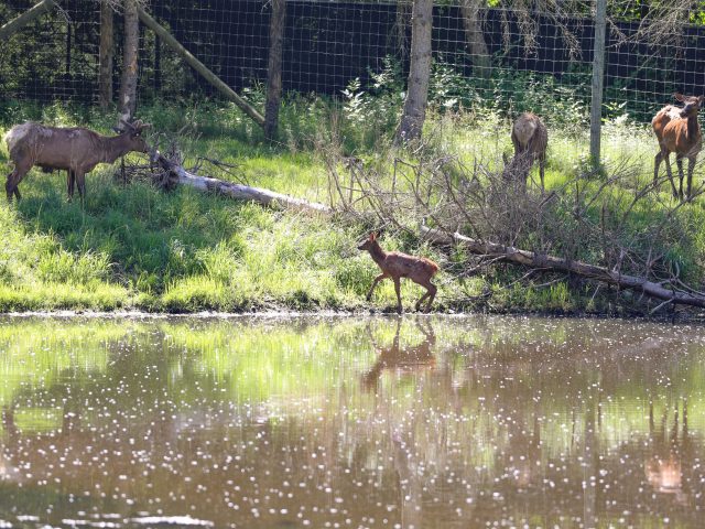 a long distance photo of an elk standing in water.