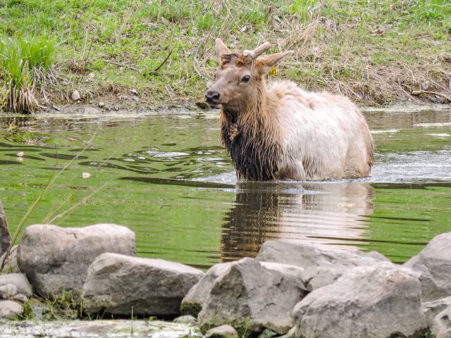 a photo of an elk standing in the water.
