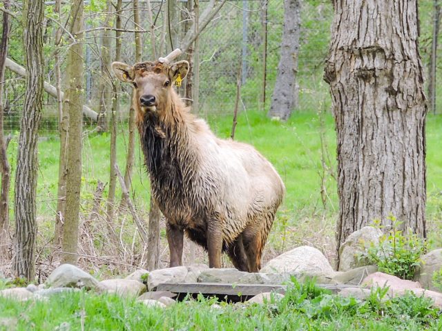 a photo of an elk standing and looking at the camera.