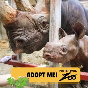 Photo of an adult Black Rhino and a baby black Rhino with a text graphic on the bottom that says "Adopt Me! Potter Park Zoo".