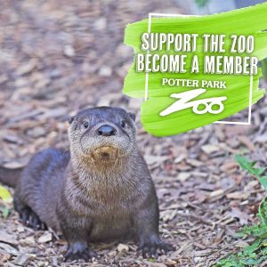 Photo of an otter with text in the upper right that says "Support the zoo. Become a member. Potter Park Zoo."