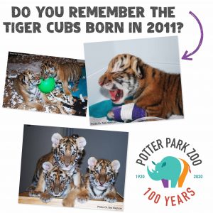 Cub update: Watch our Amur tiger cubs' adorable first moments