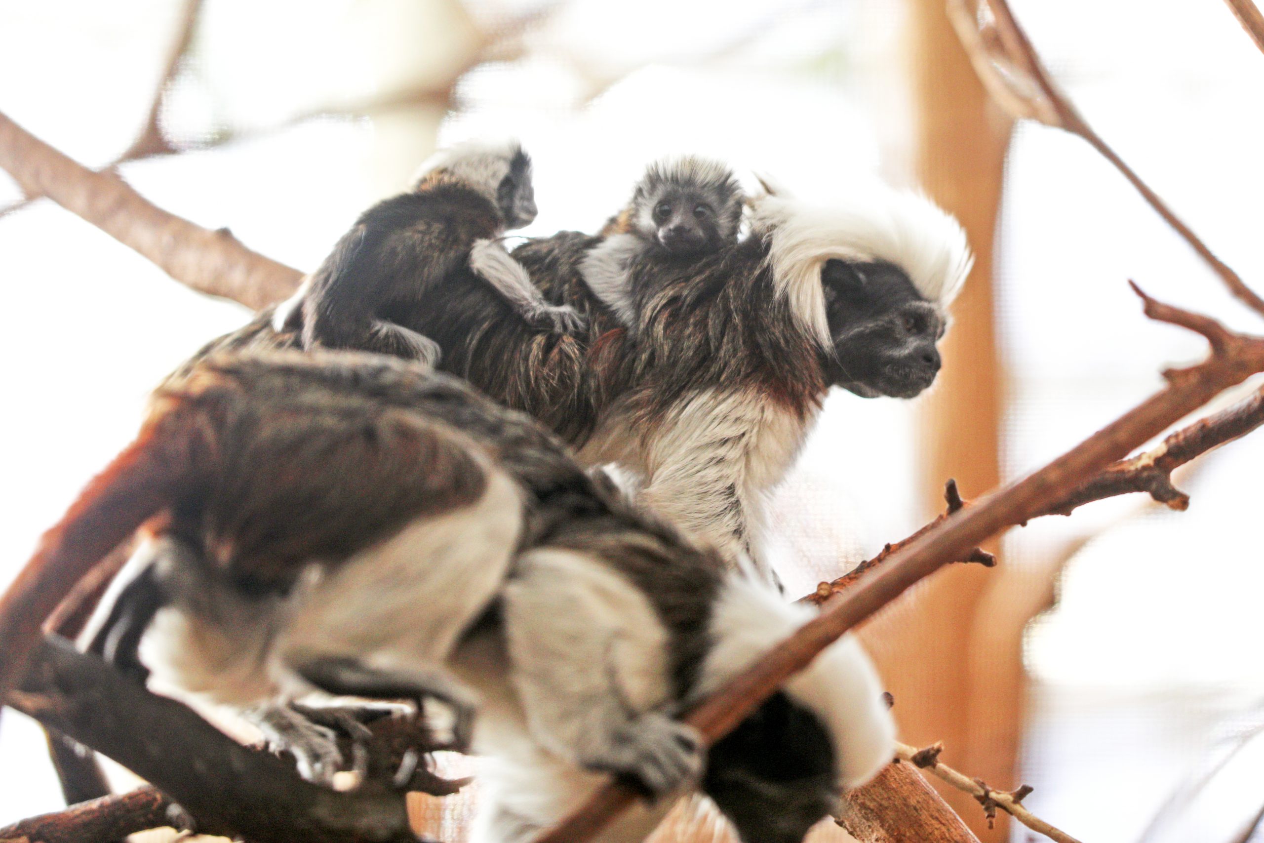 Cotton-Top Tamarins Give Birth to Third Successful Pair in Two