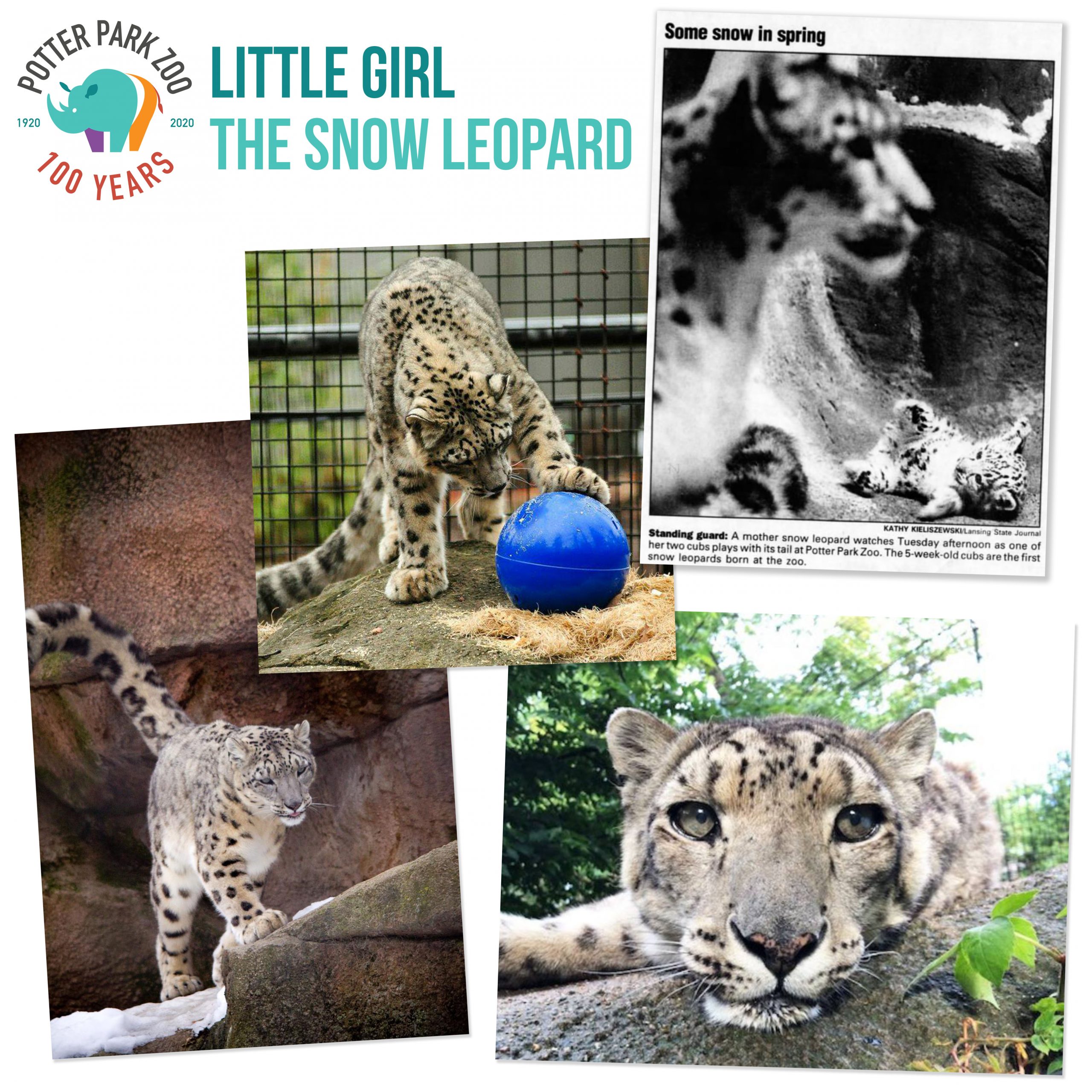 Throwback Thursday Little Girl The Snow Leopard Potter Park Zoo