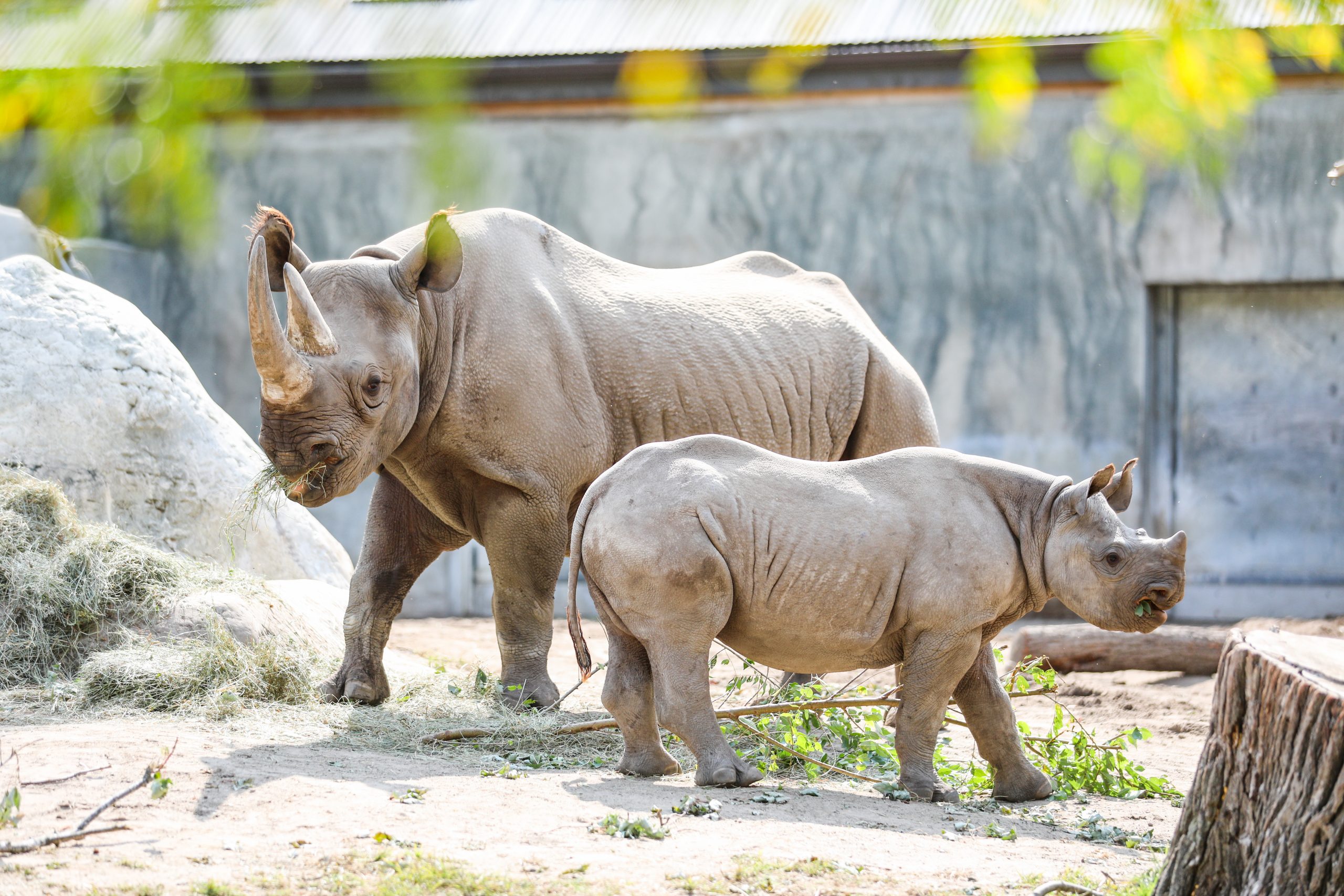 Happy Birthday to Jaali the Black Rhino! | Potter Park Zoo