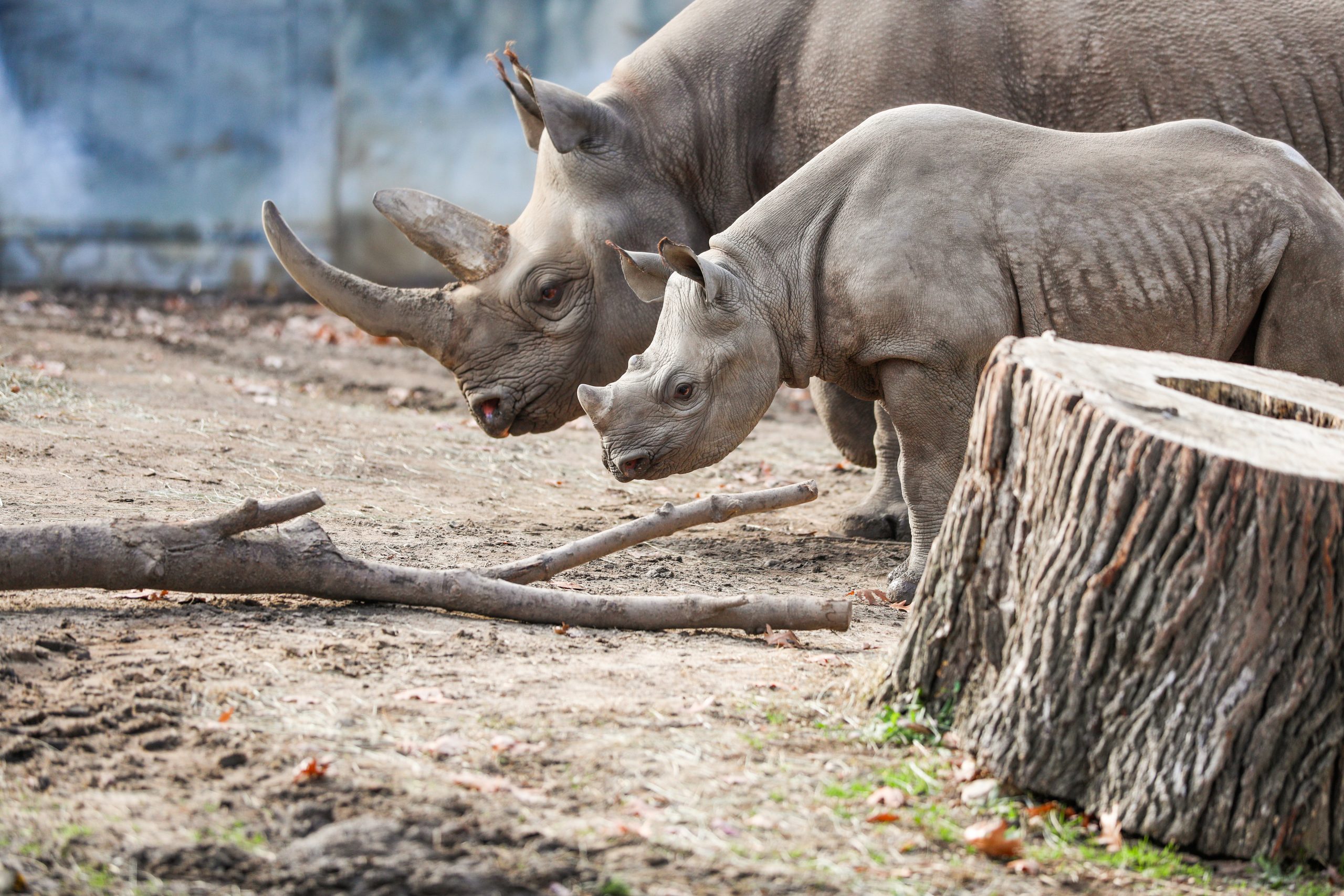 Happy Birthday to Jaali the Black Rhino! | Potter Park Zoo