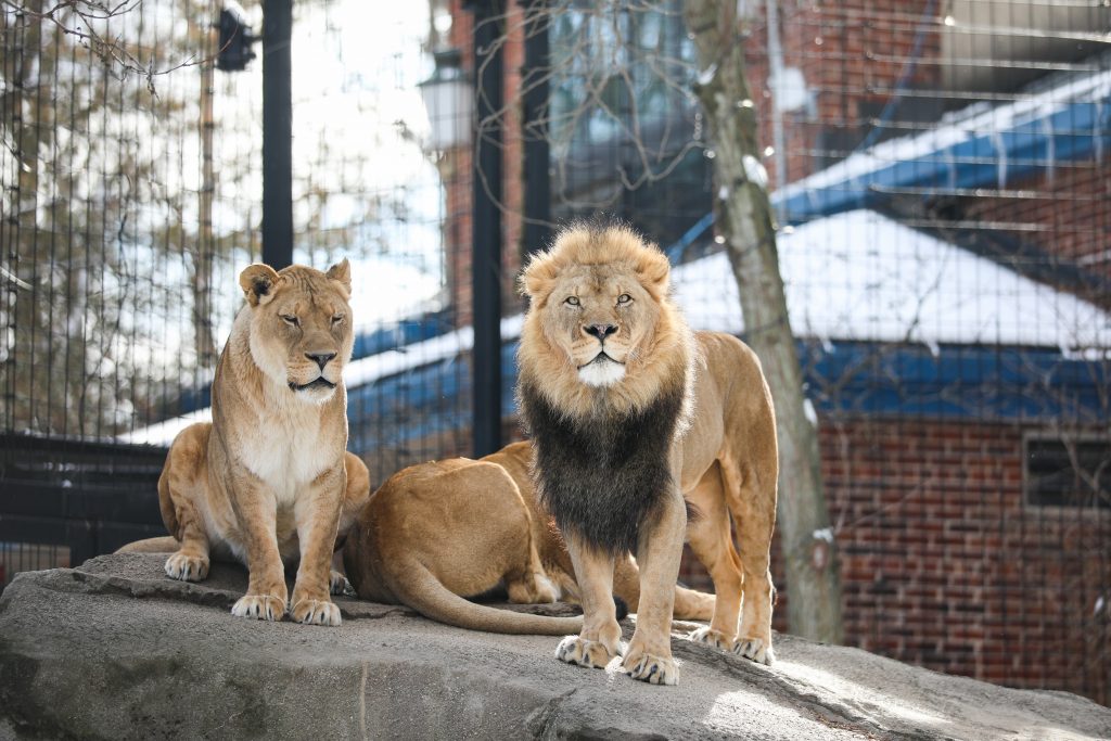 potter park zoo lions