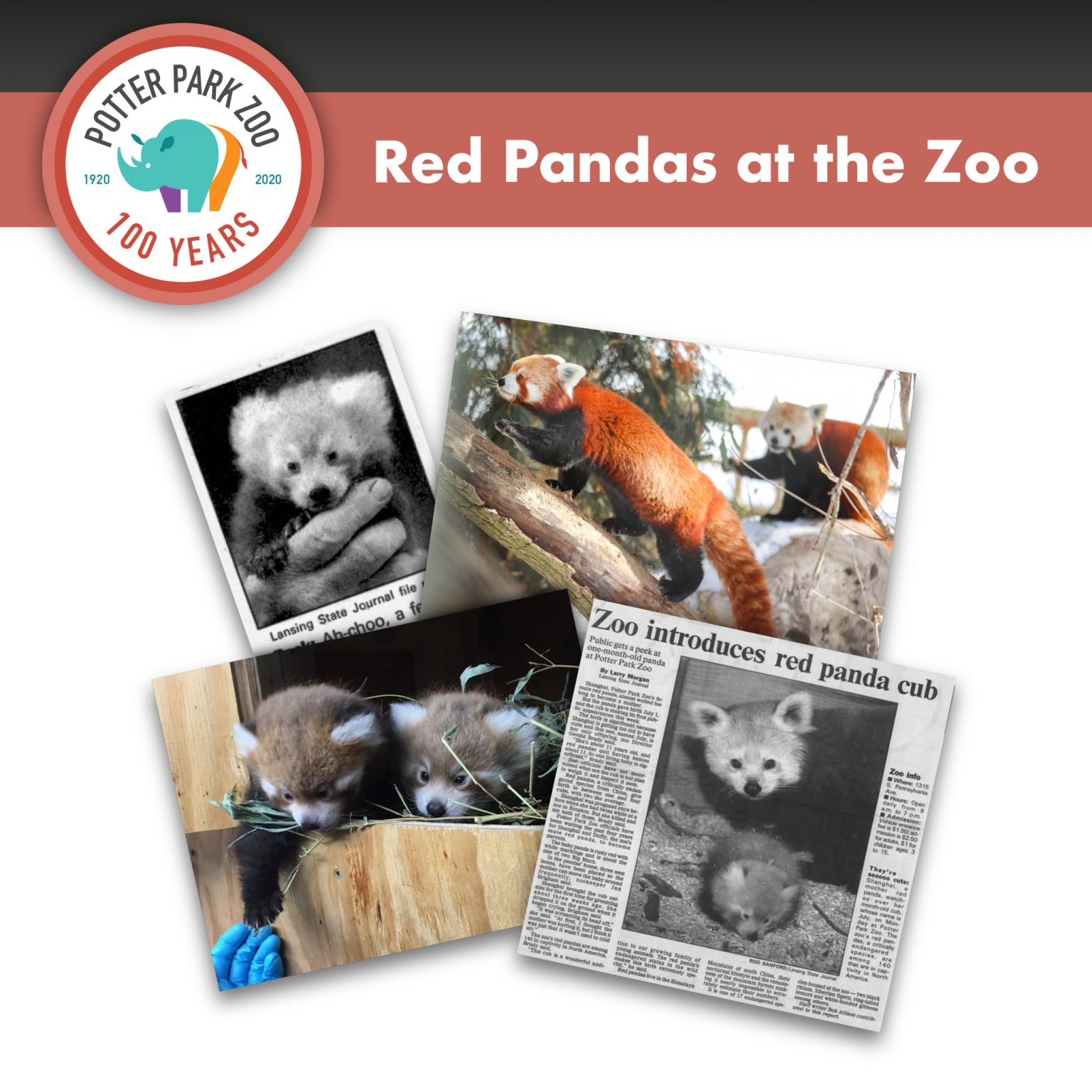 red pandas zoo hotel