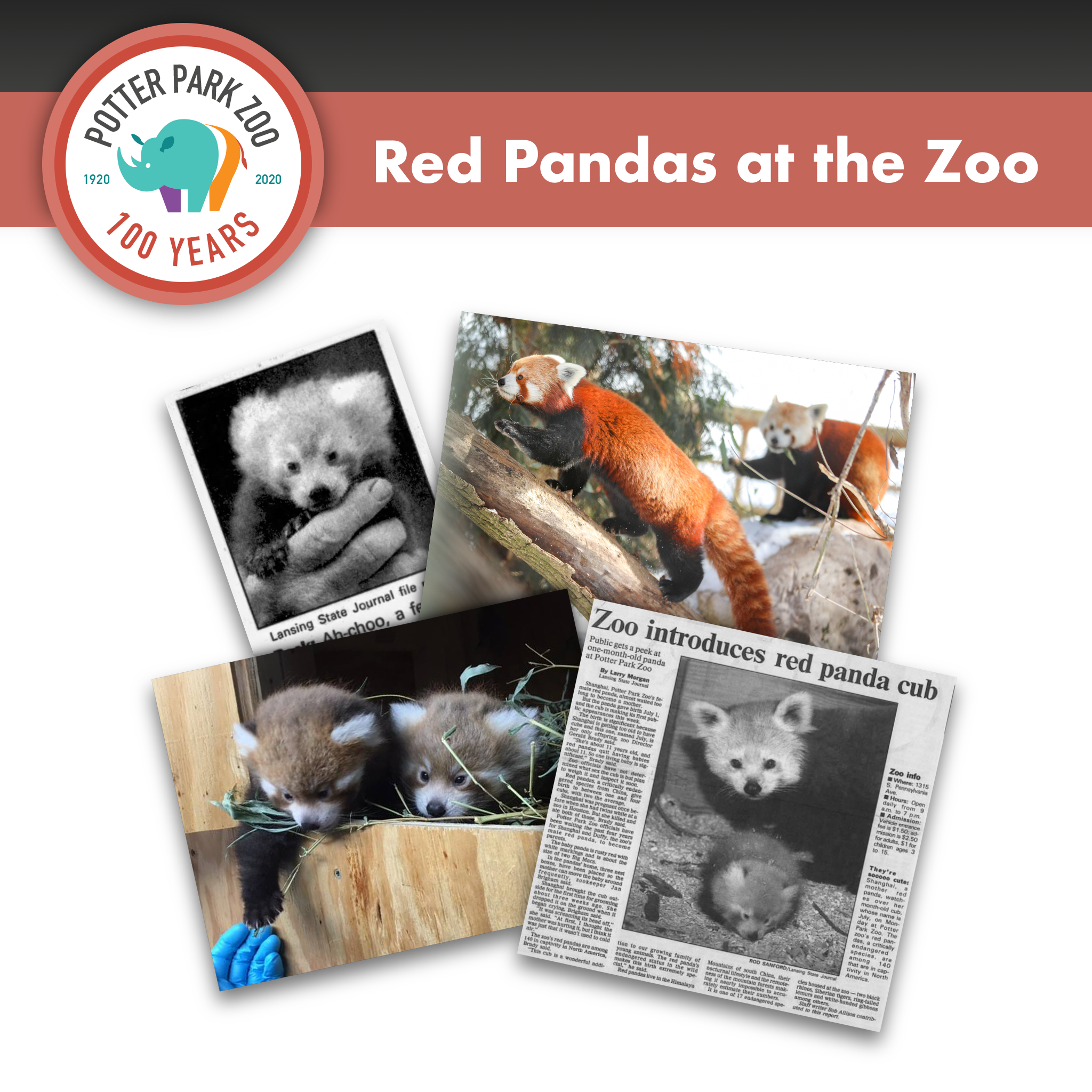 Throwback Thursday: Red Pandas at the Zoo