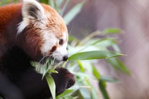 Photo of a Red Panda eating leaves.