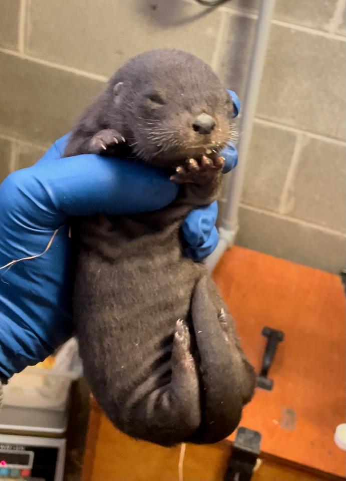 Three Otter Pups Born to Nkeke and Miles at Potter Park Zoo | Potter ...