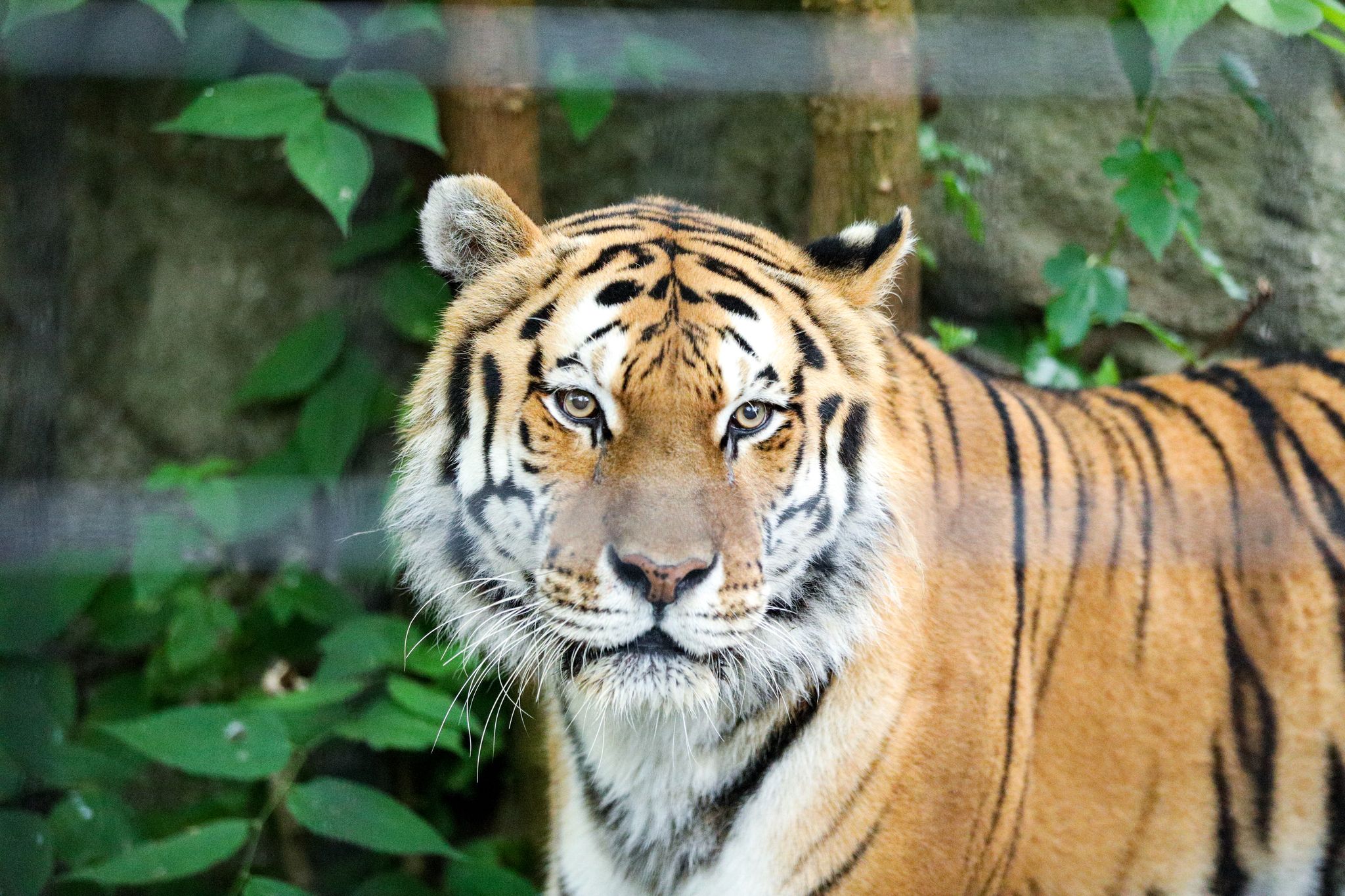 Potter Park Zoo Mourning the Loss of 16-year-old Geriatric Amur Tiger ...