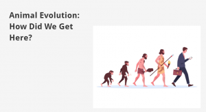 An info graphic that says "Animal Evolution: How Did We Get Here?"