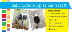 An info graphic "Baby Cotten-Top Tamarin Craft"