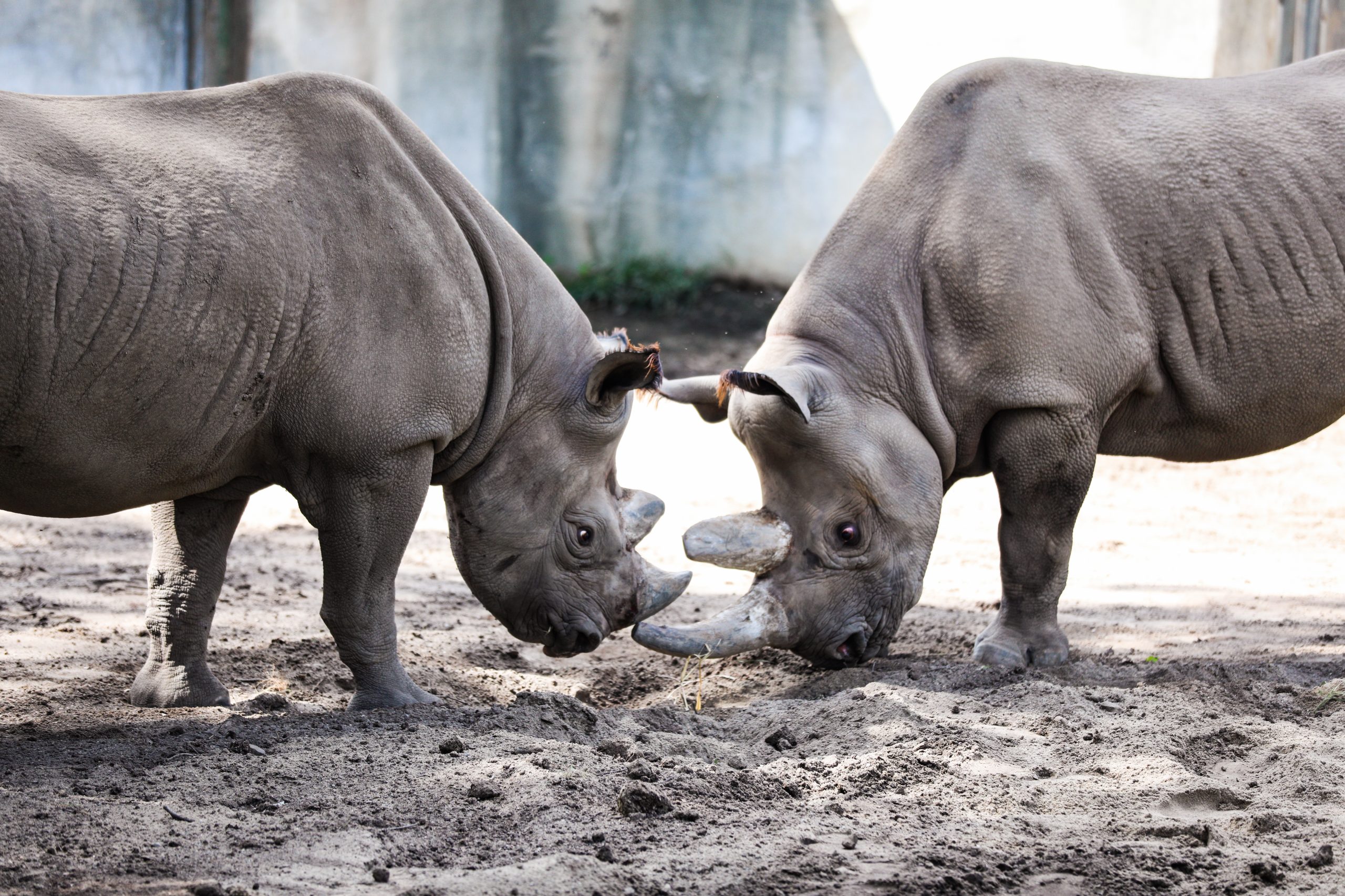 Potter Park Zoo's Black Rhino Calf Heading to a New Home in the Fall |  Potter Park Zoo
