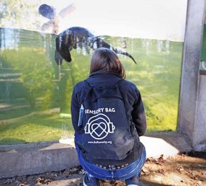 Photo of a person with a sensory bag looking through glass at an otter swimming.