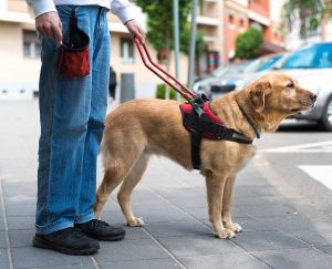 Photo of a person with a service dog.