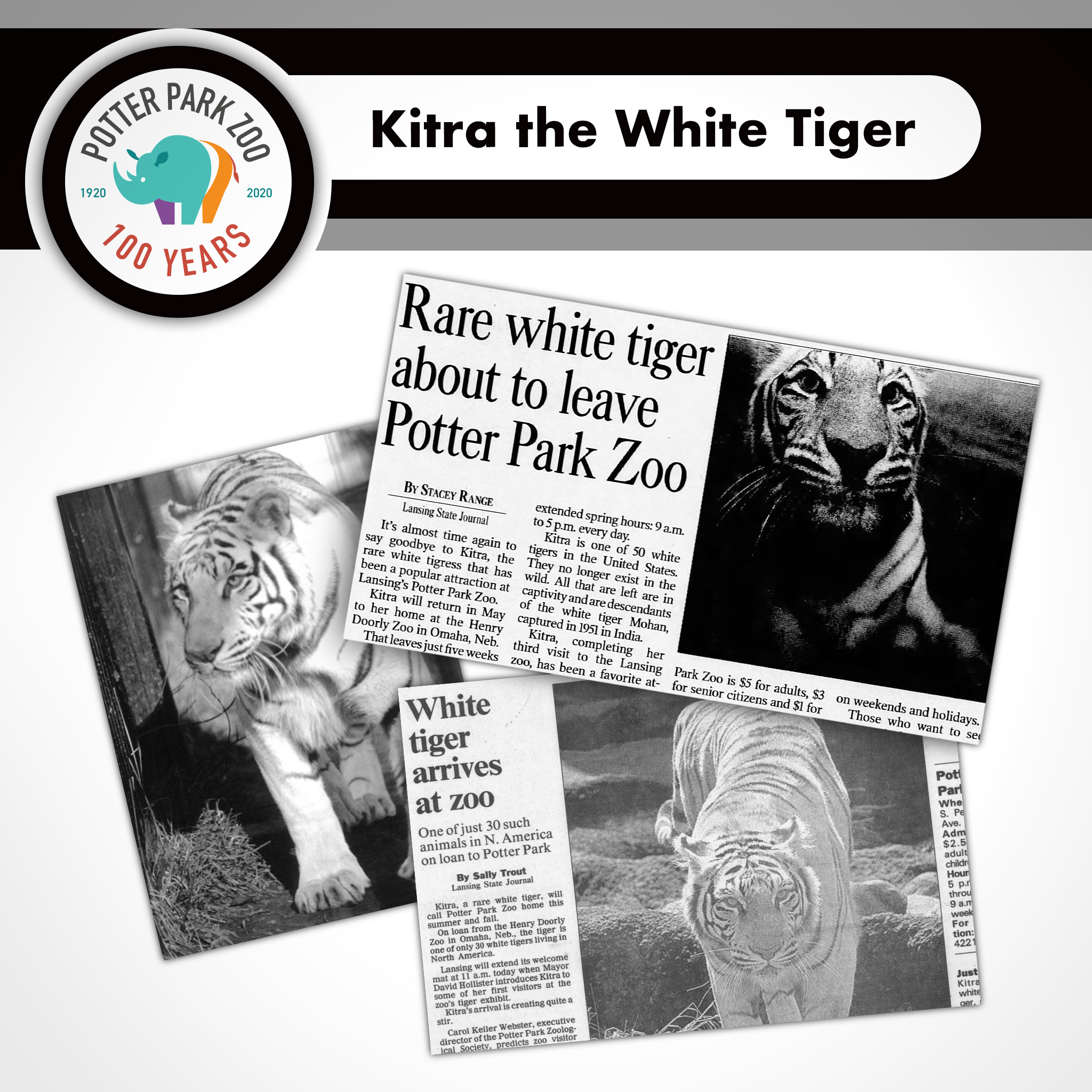 5 things to know about the white tiger