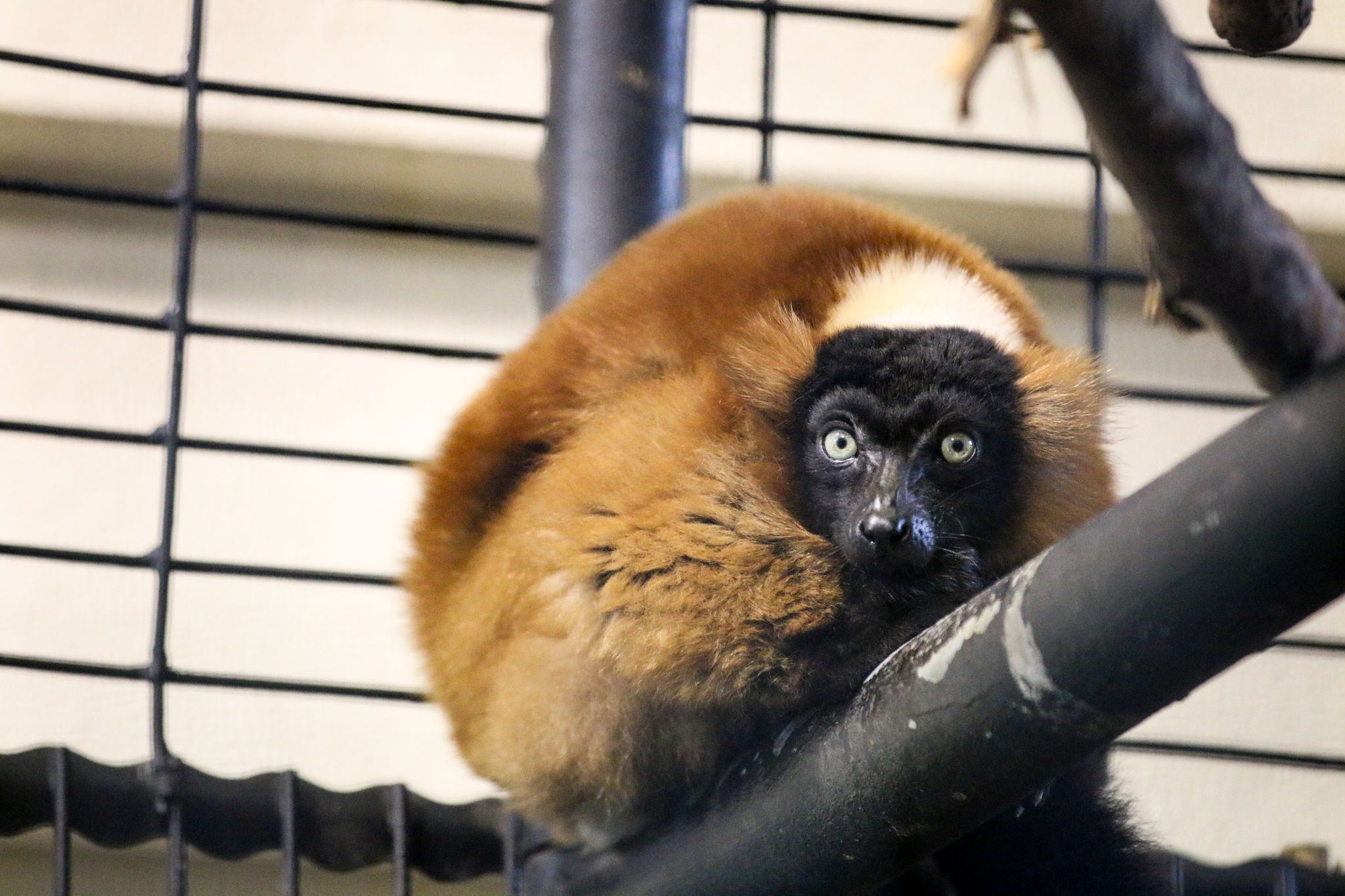 Throwback Thursday: Lemurs at the Zoo | Potter Park Zoo