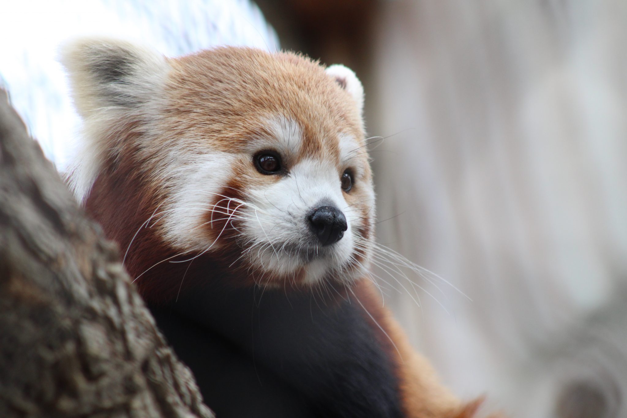 Red Panda Confirmed Pregnant at Potter Park Zoo | Potter Park Zoo