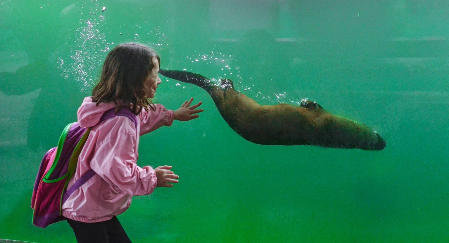 Throwback Thursday – River Otters at the Zoo | Potter Park Zoo