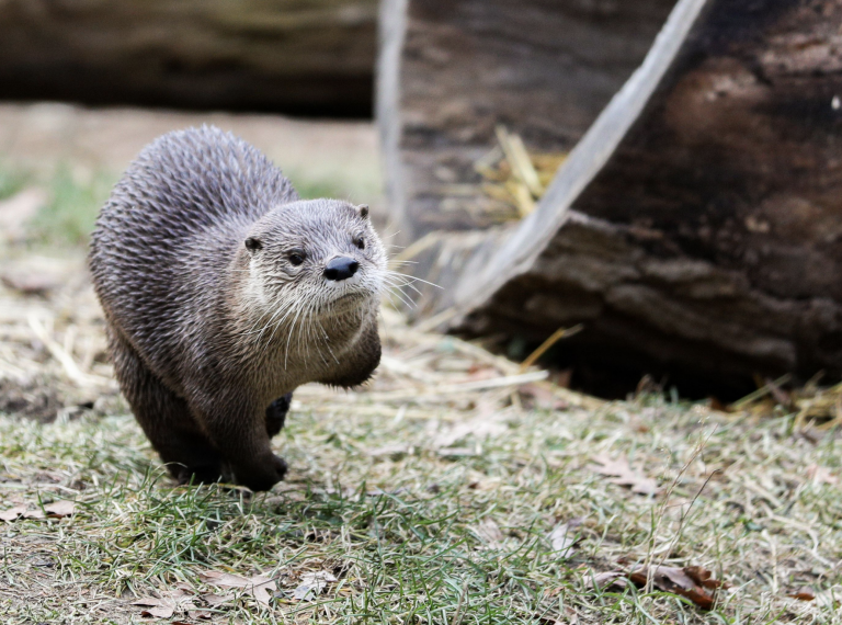 Throwback Thursday – River Otters at the Zoo | Potter Park Zoo