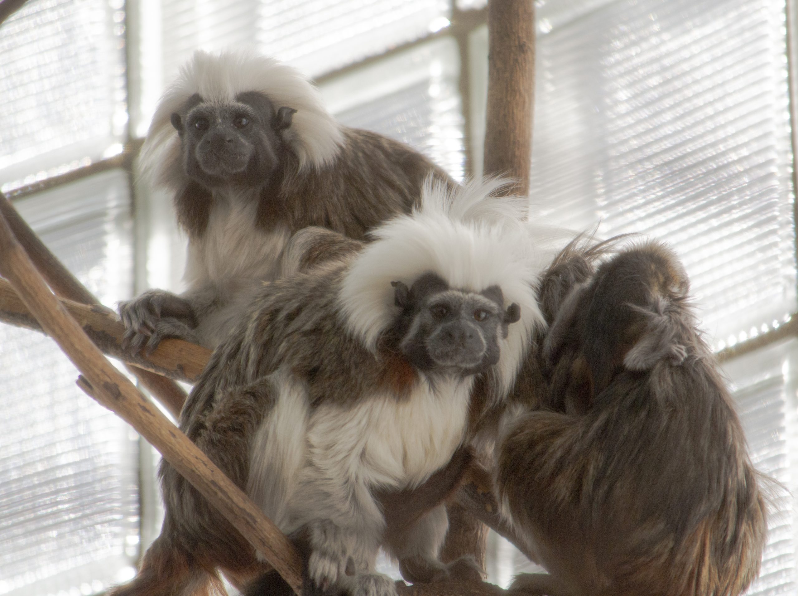 Potter Park Zoo Celebrates the Birth of a Cotton-Top Tamarin Baby