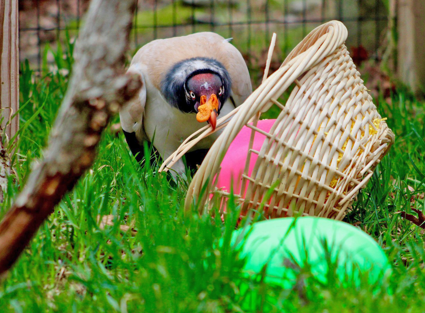 What are animal enrichment toys and what do they do for our animals?