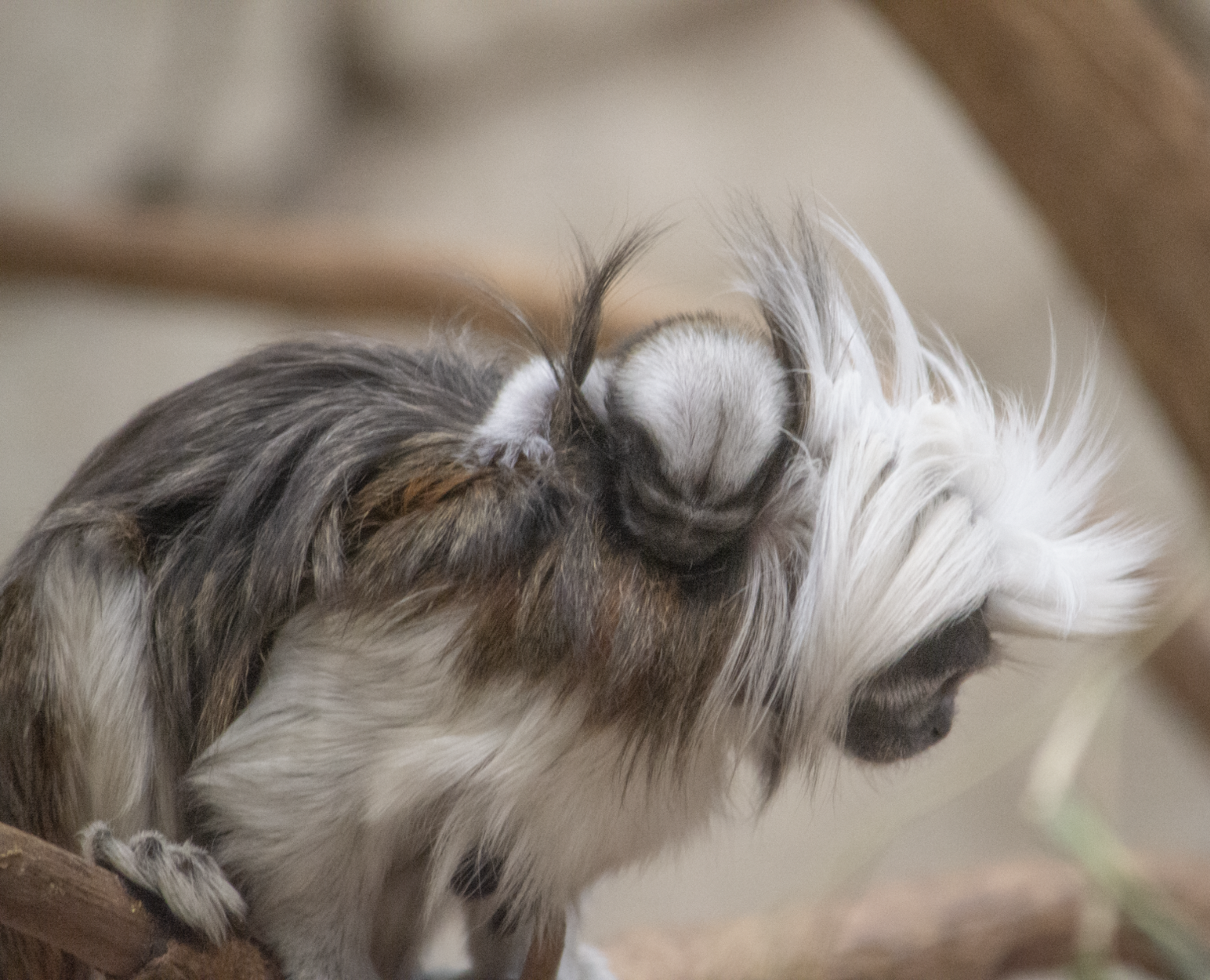 Potter Park Zoo Celebrates the Birth of a Cotton-Top Tamarin Baby