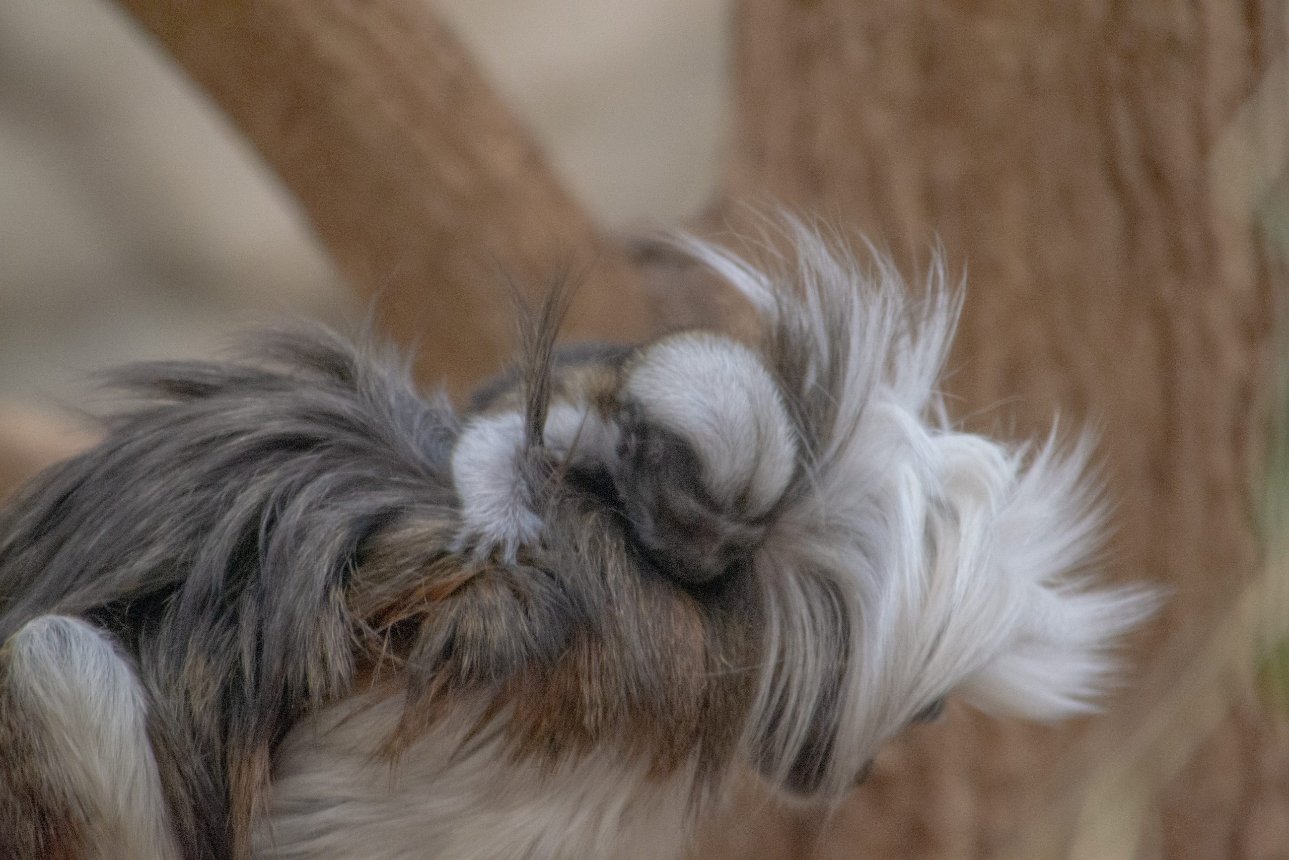 Potter Park Zoo Celebrates the Birth of a Cotton-Top Tamarin Baby